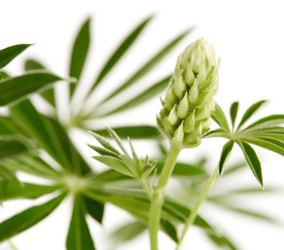 Bio Lupine, gelb