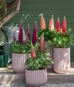 Bio Lupine, rosa