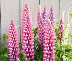 Bio Lupine, rosa