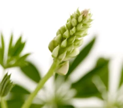 Bio Lupine, rot