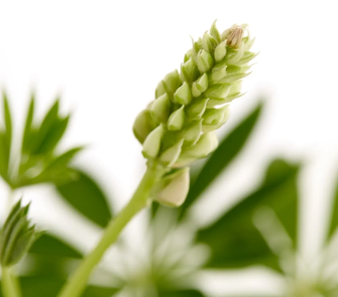 Bio Lupine, rot