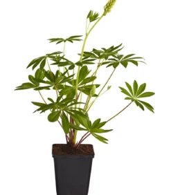 Bio Lupine, rot