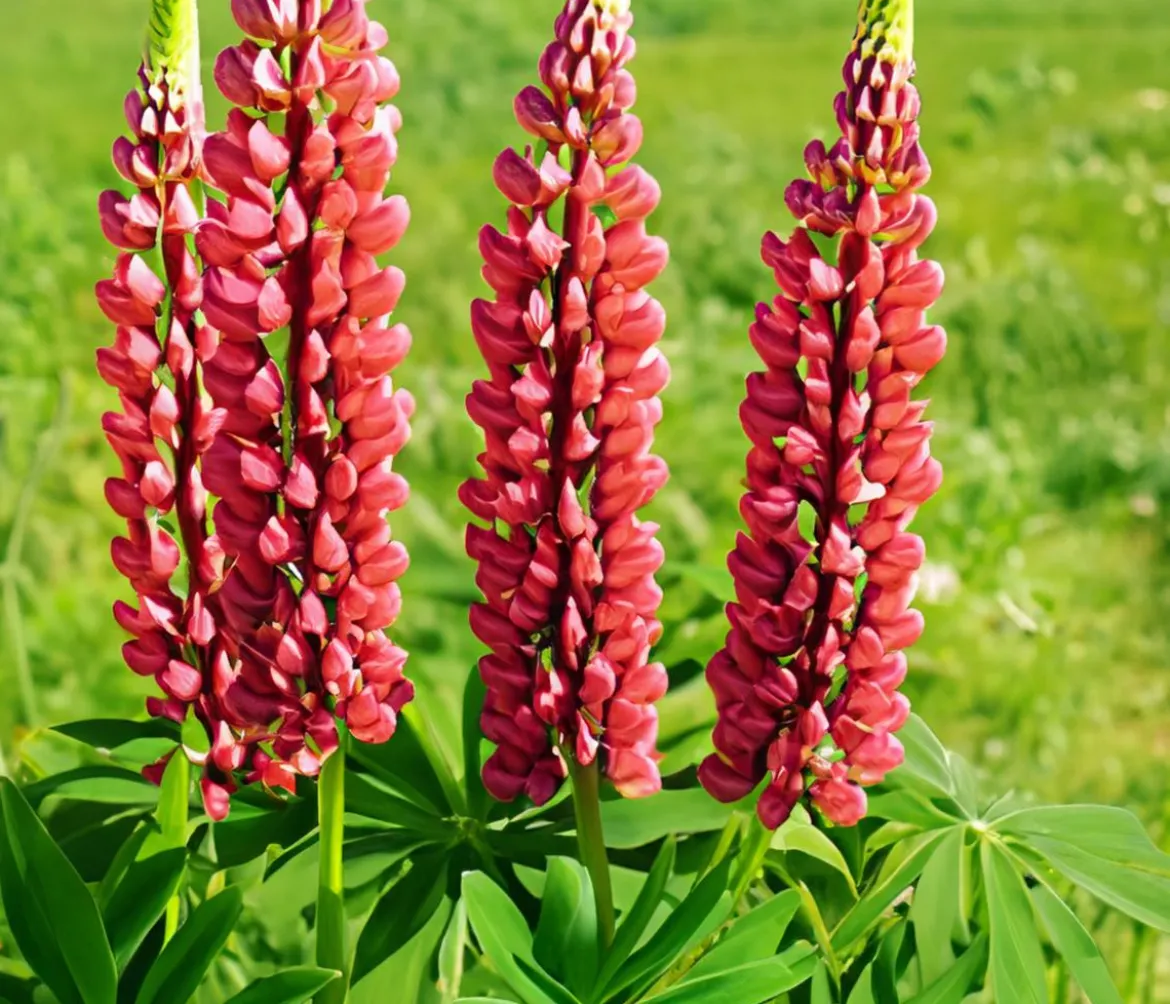 Bio Lupine, rot