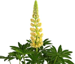 Bio Lupine, weiß