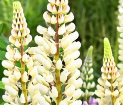 Bio Lupine, weiß