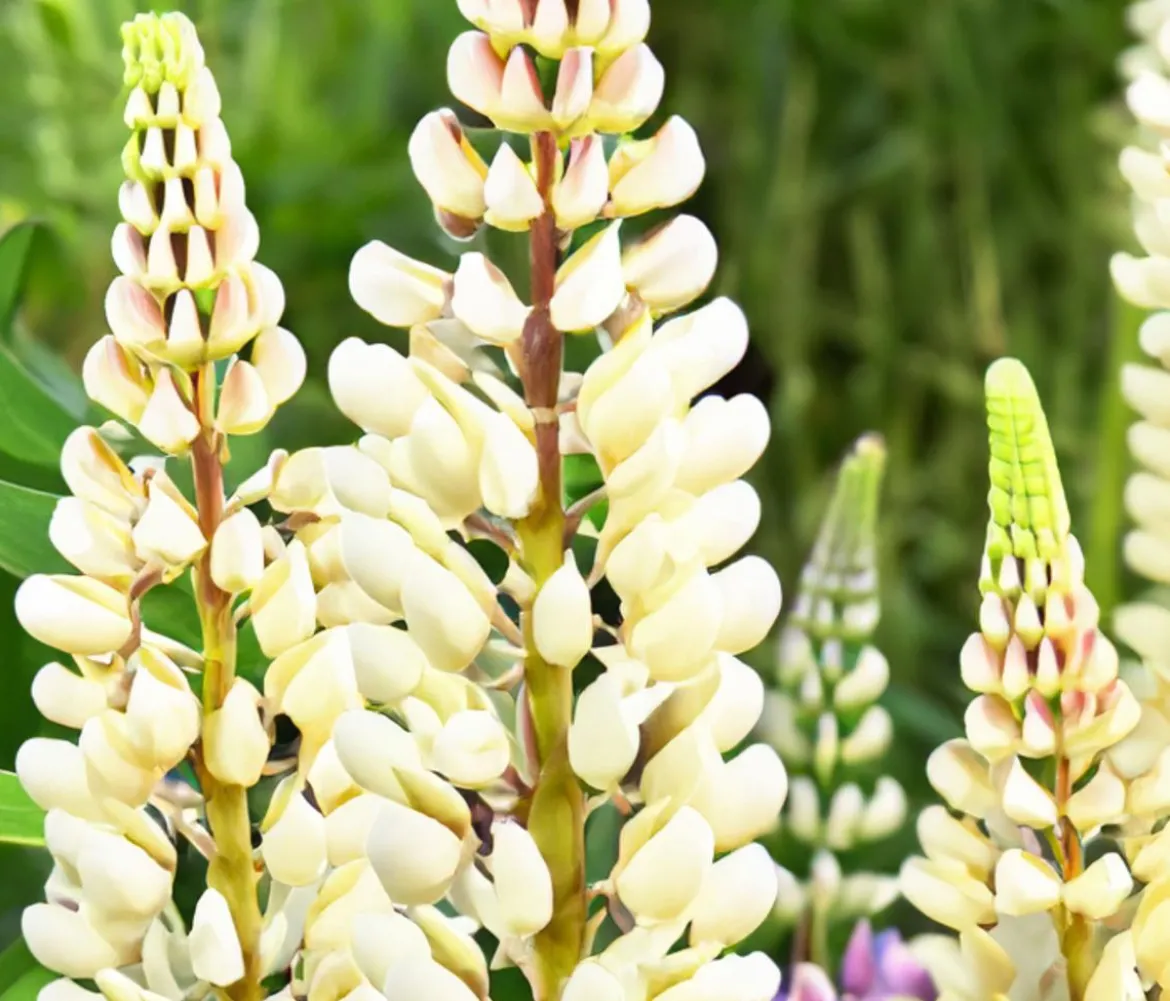 Bio Lupine, weiß