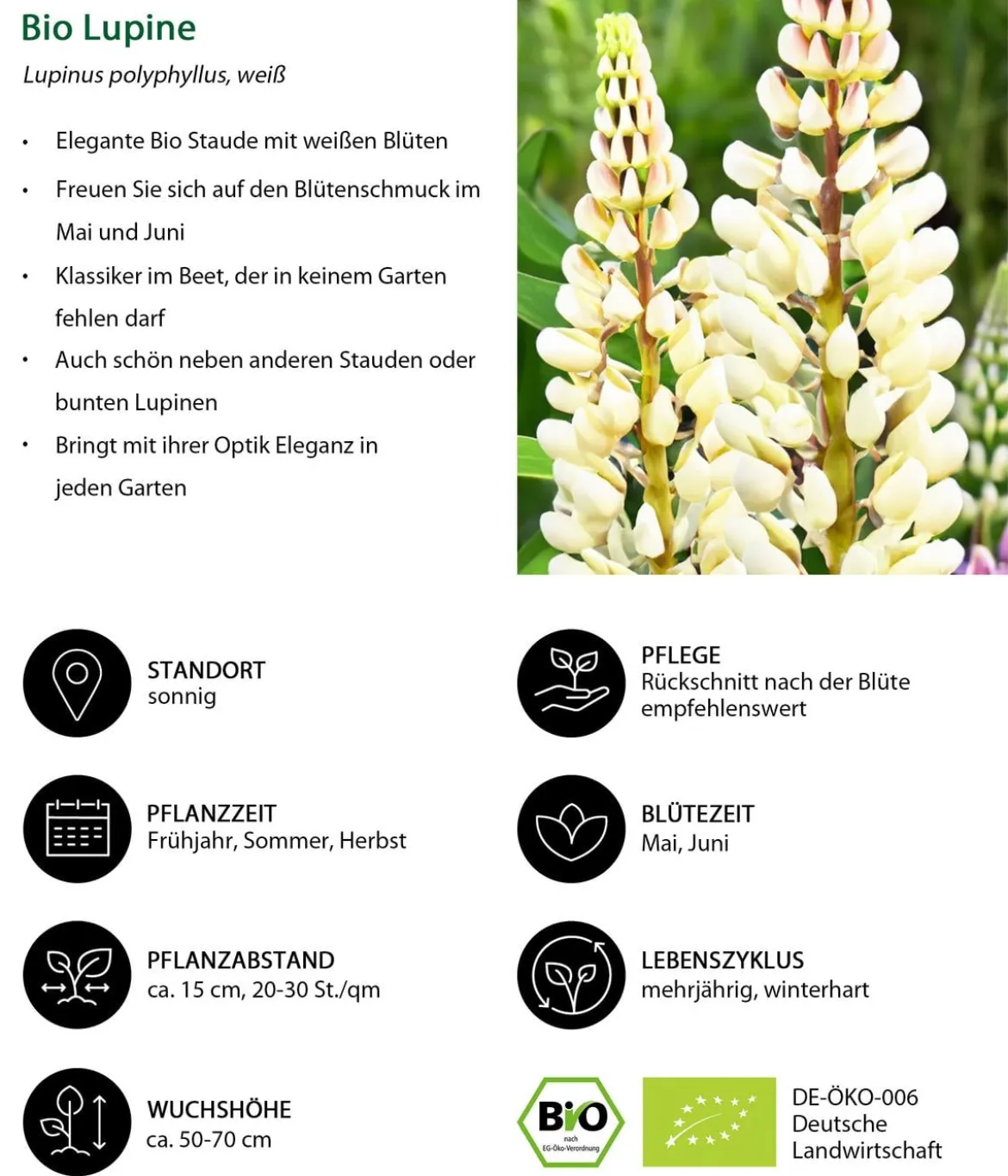 Bio Lupine, weiß