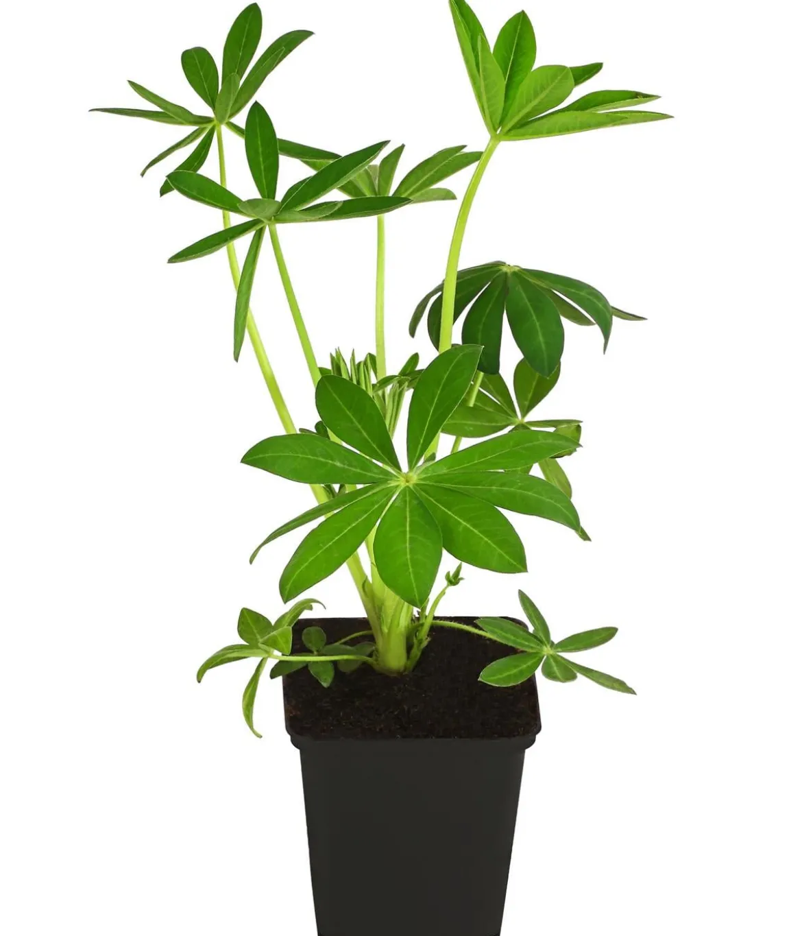 Bio Lupine, weiß