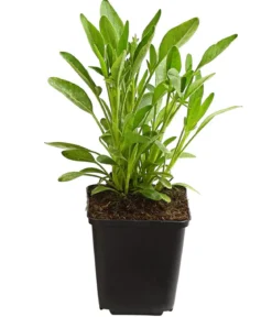 Bio Mädchenauge