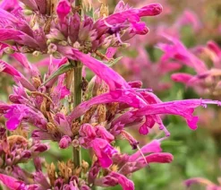 Bio Mexikanische Duftnessel 'Red Fortune'