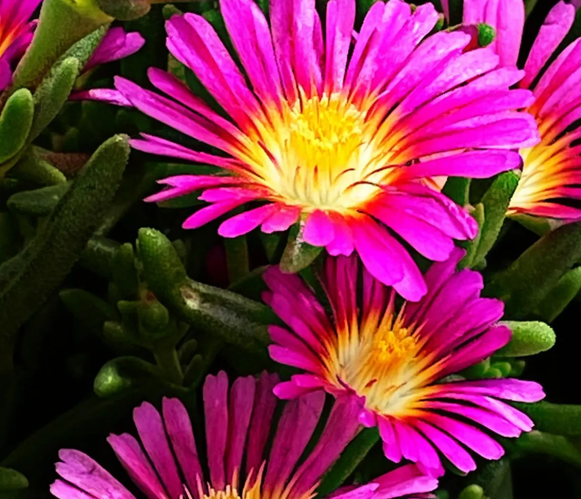 Bio Mittagsblume 'Hot Pink Wonder'