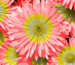 Bio Mittagsblume 'Wheels of Wonder® Fire Wonder'
