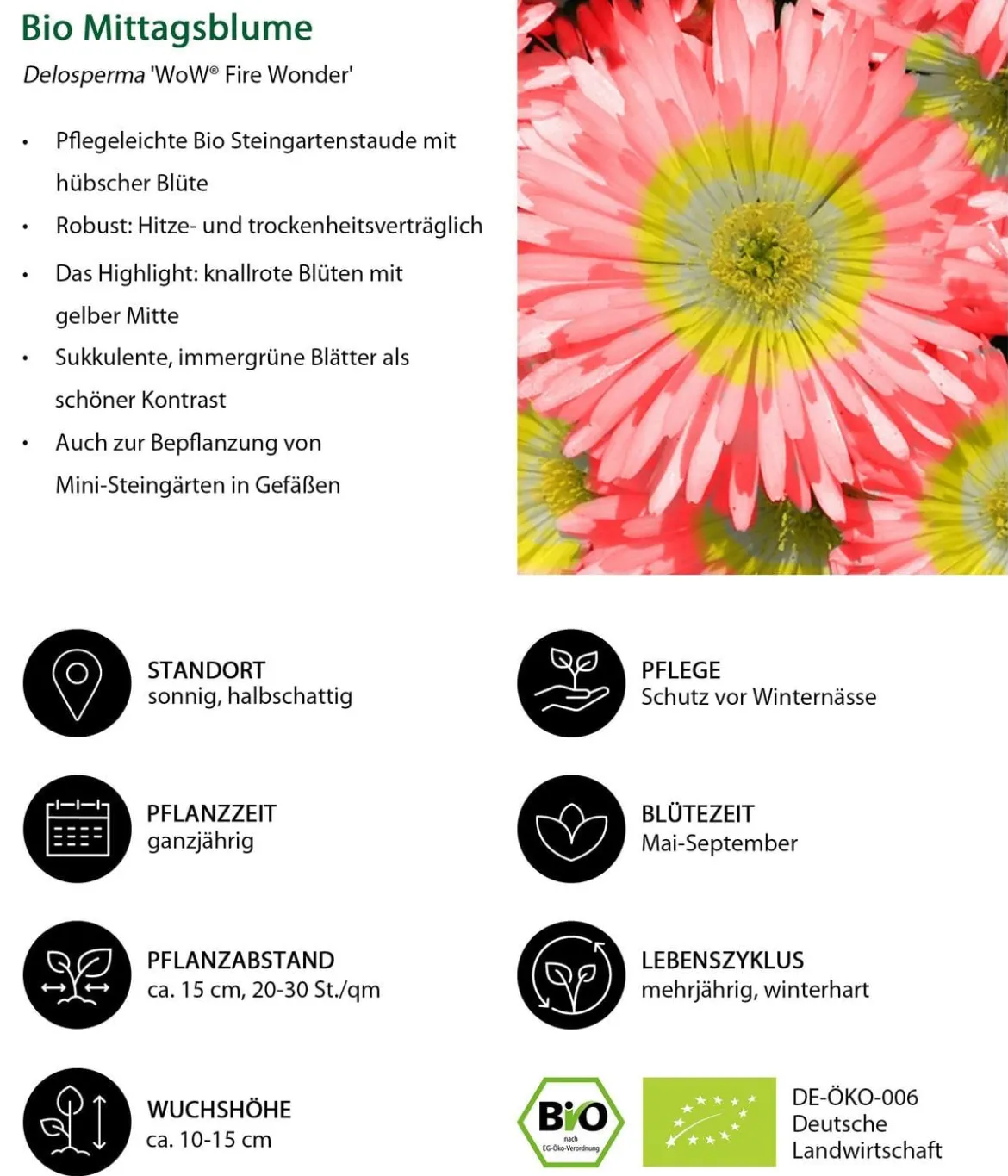 Bio Mittagsblume 'Wheels of Wonder® Fire Wonder'