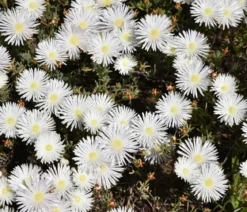 Bio Mittagsblume 'White Wonder'