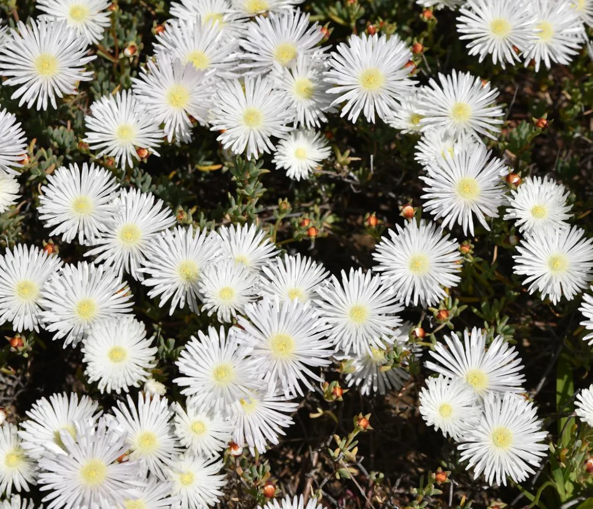 Bio Mittagsblume 'White Wonder'