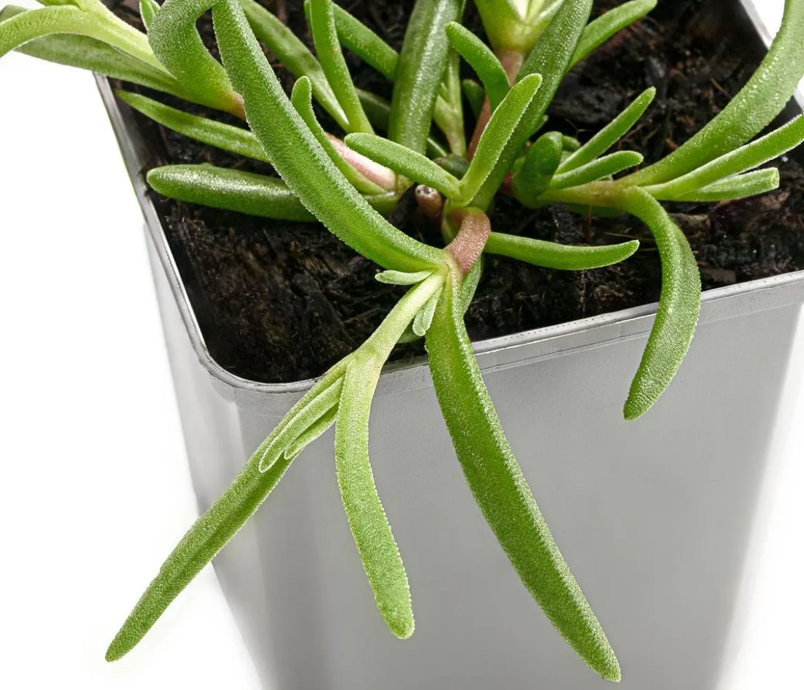 Bio Mittagsblume 'White Wonder'