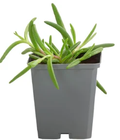Bio Mittagsblume 'White Wonder'