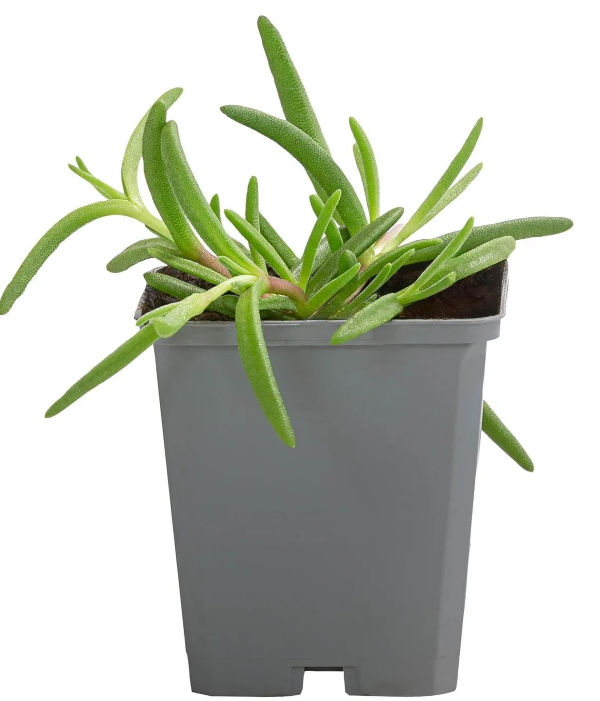 Bio Mittagsblume 'White Wonder'