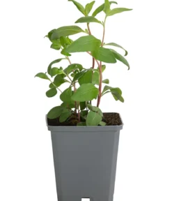 Bio Nachtkerze