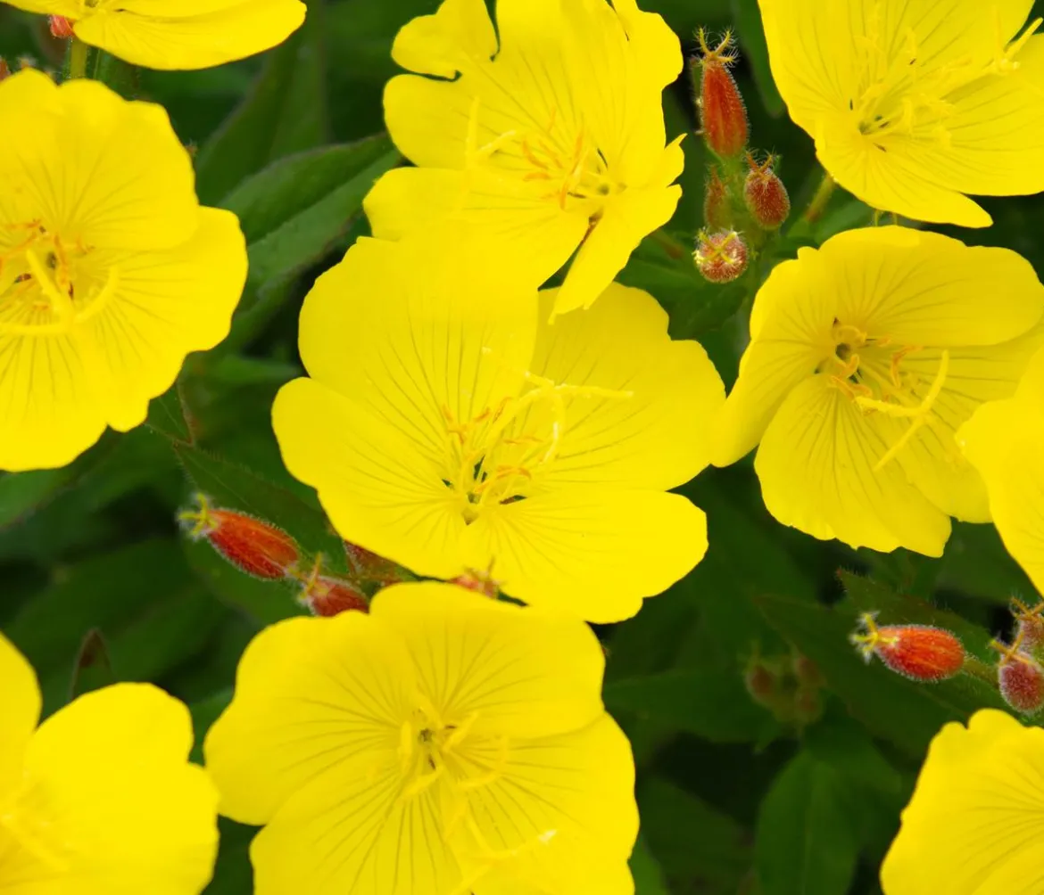Bio Nachtkerze