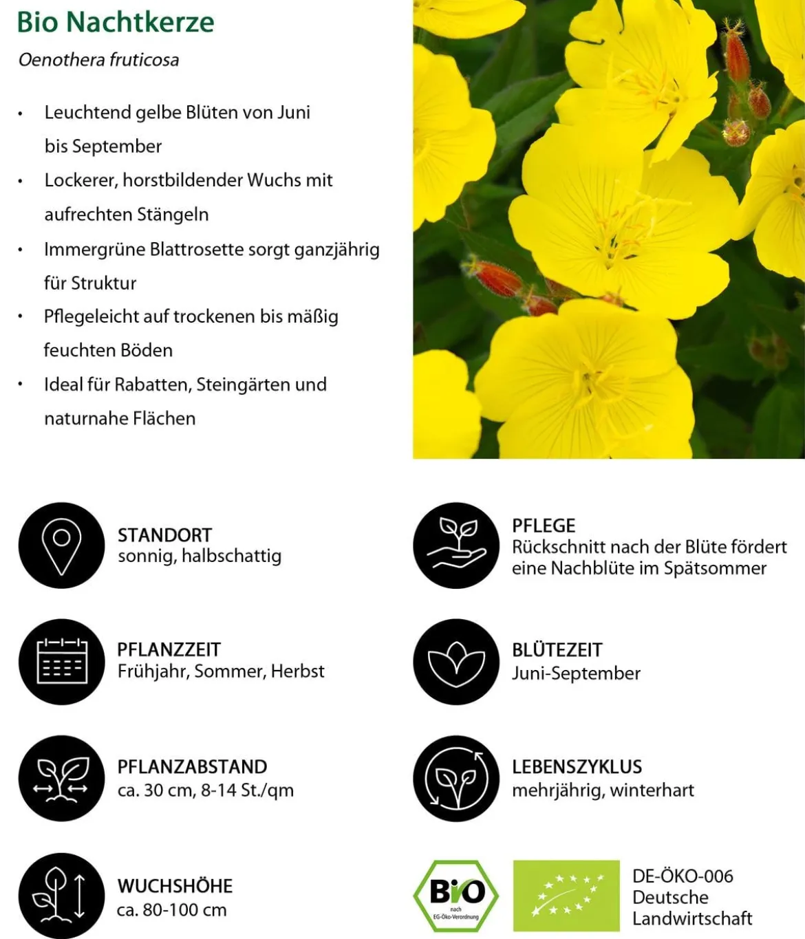 Bio Nachtkerze