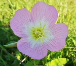 Bio Nachtkerze 'Siskiyou'