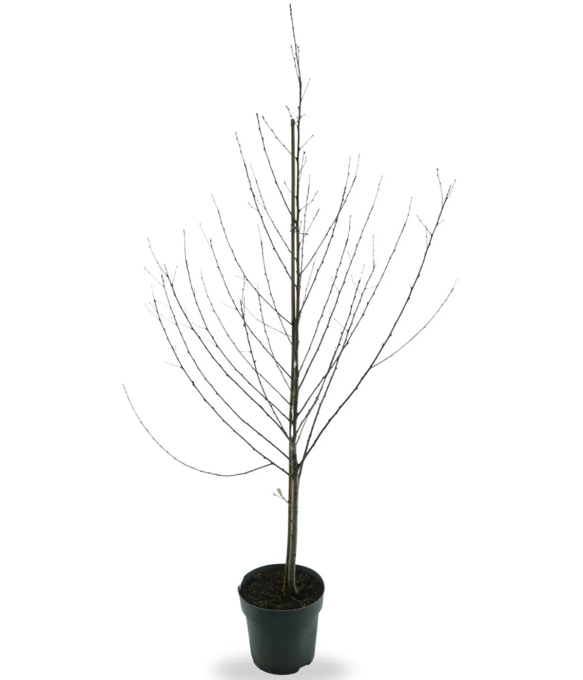Bio Nektarine 'Nectared', Landlust Kollektion
