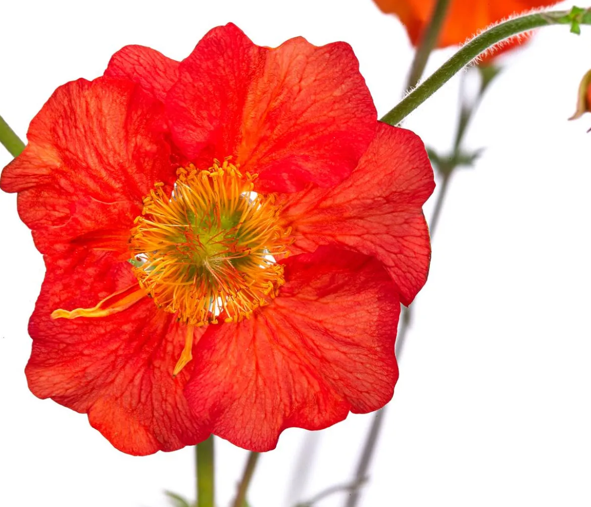 Bio Nelkenwurz 'Mrs. Bradshaw'