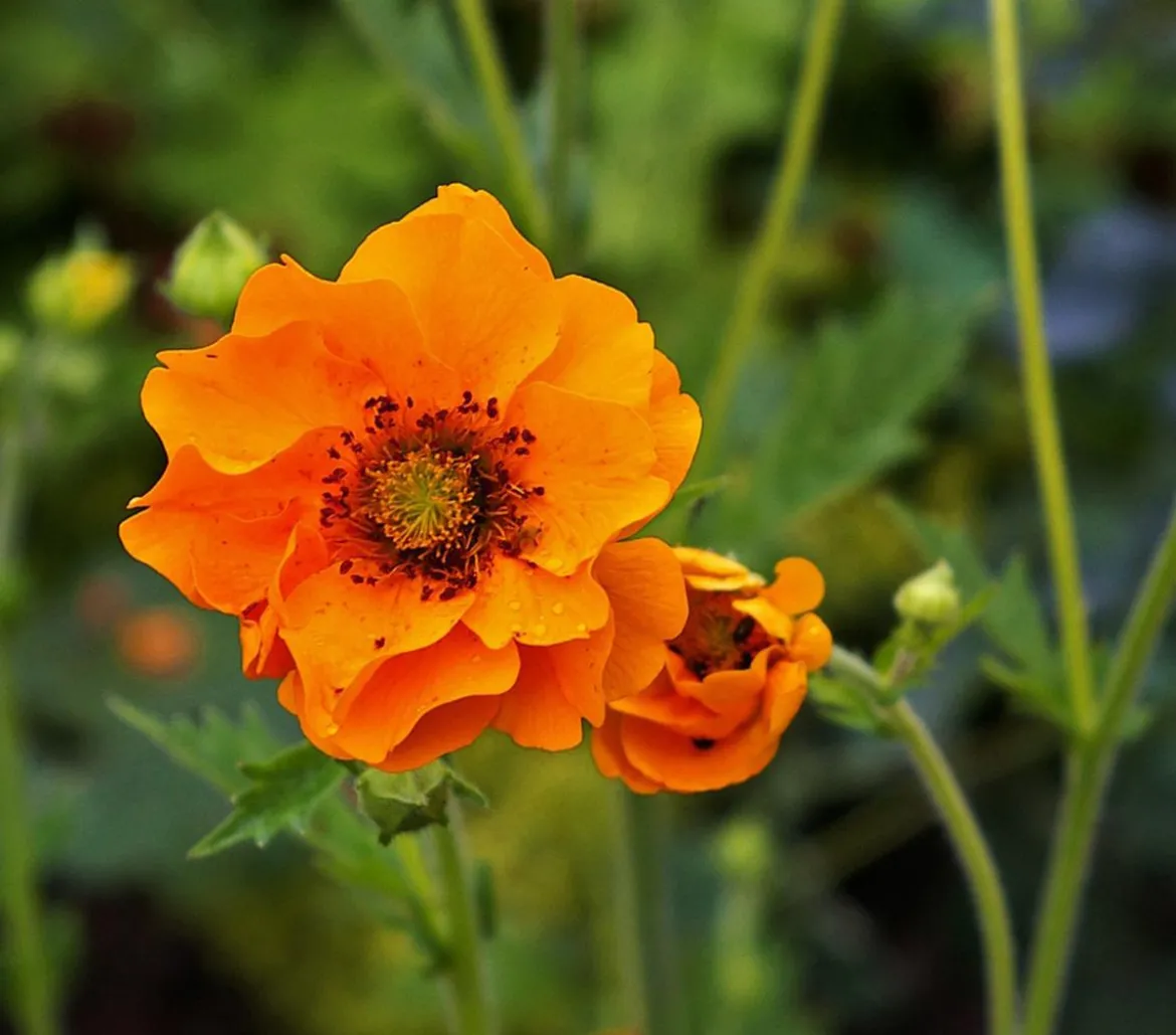 Bio Nelkenwurz 'Mrs. Bradshaw'