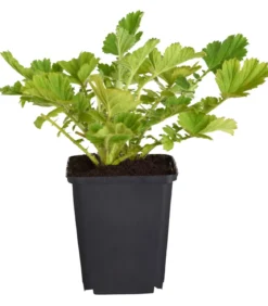 Bio Nelkenwurz 'Mrs. Bradshaw'