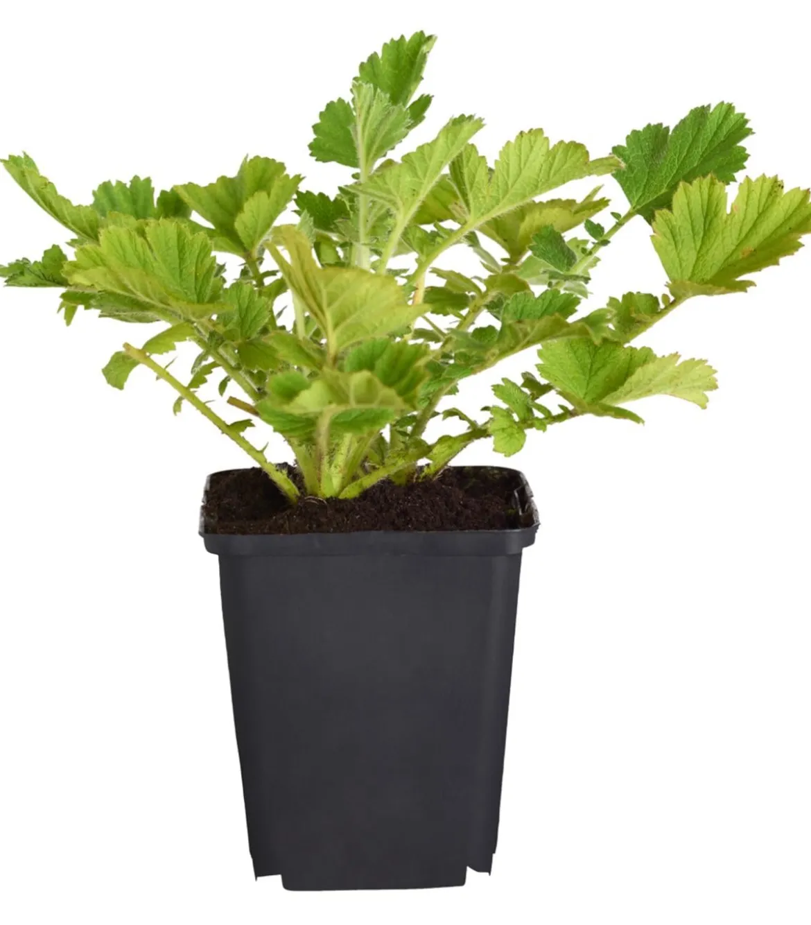Bio Nelkenwurz 'Mrs. Bradshaw'