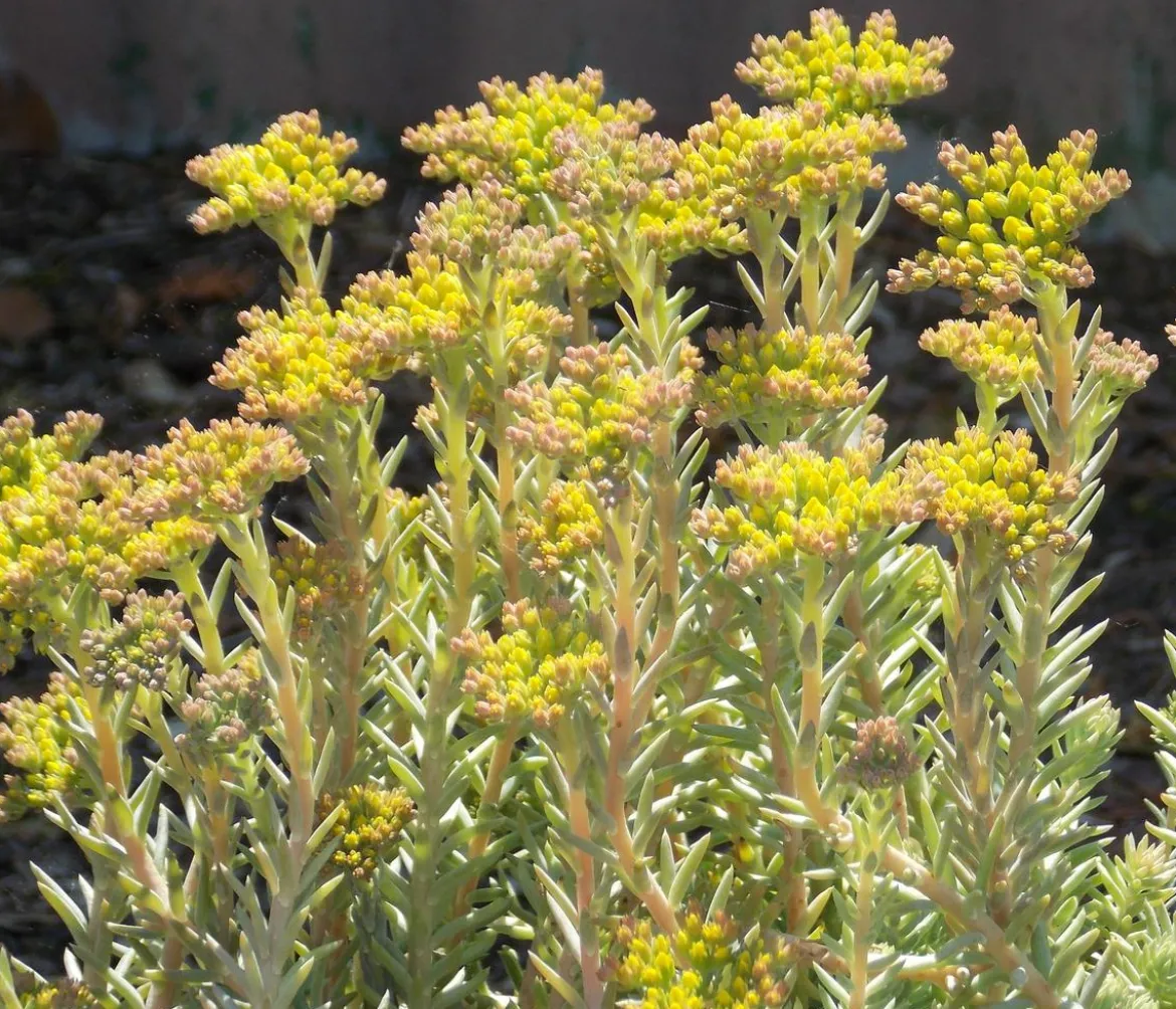 Bio Nickendes Fettblatt 'Angelina'