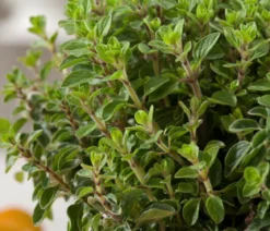 Bio Oregano