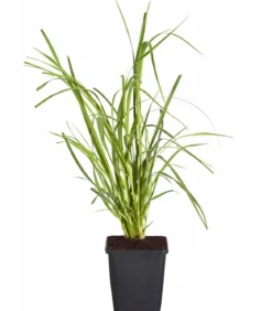Bio Pampasgras 'Rosea'