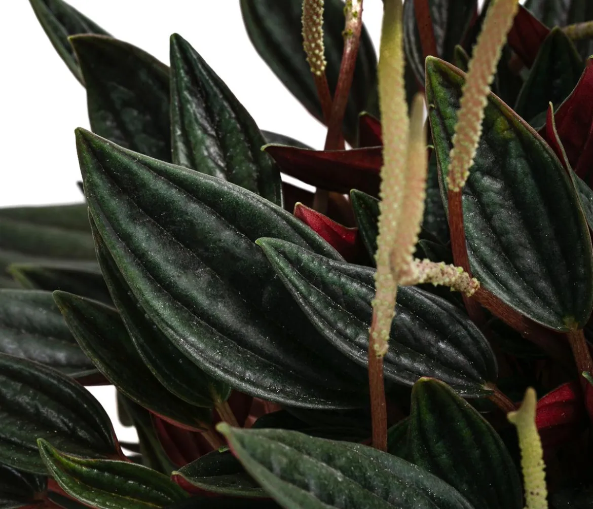 Bio Peperomie - Peperomia caperata 'Rosso'