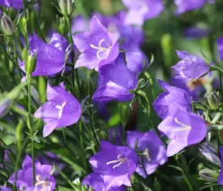 Bio Pfirsichblättrige Glockenblume
