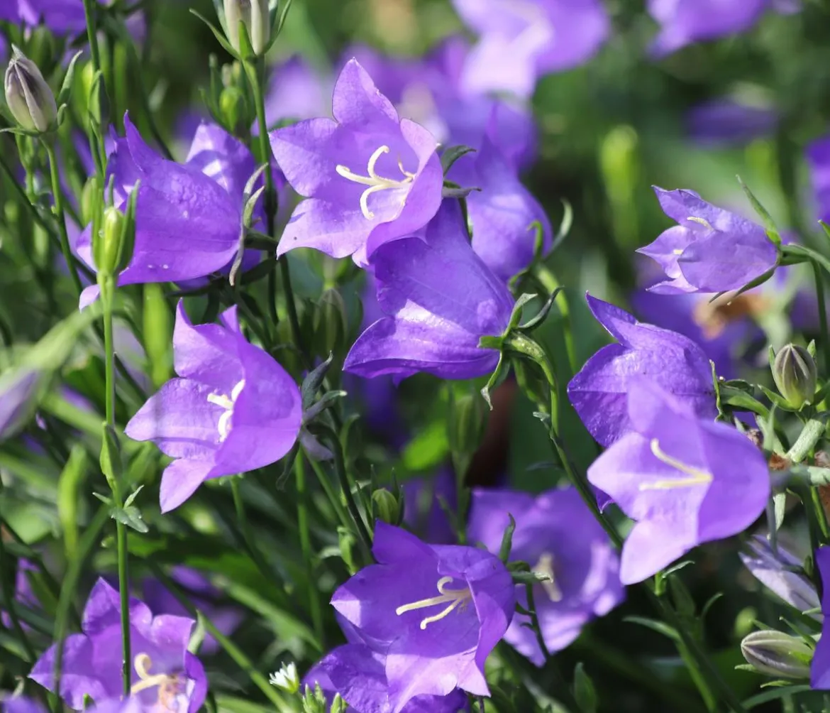 Bio Pfirsichblättrige Glockenblume