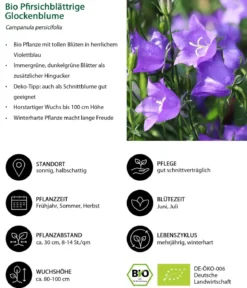 Bio Pfirsichblättrige Glockenblume