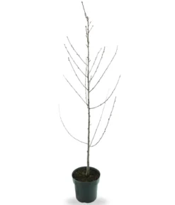 Bio Pfirsich 'Suncrest', Landlust Kollektion