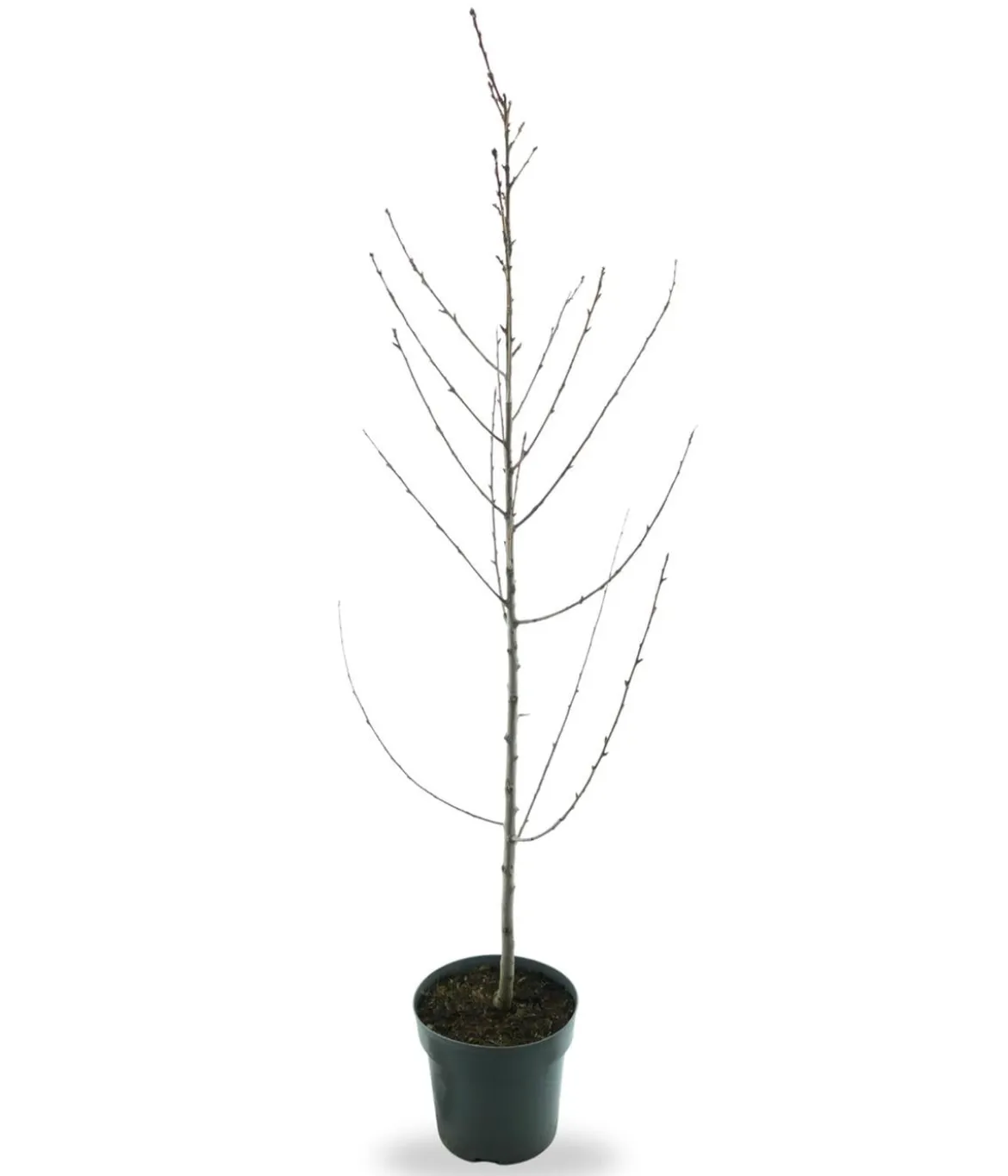 Bio Pfirsich 'Suncrest', Landlust Kollektion