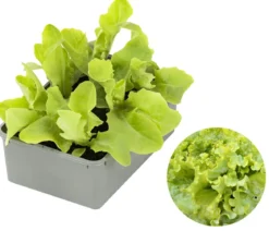 Bio Pflücksalat, 6er Schale
