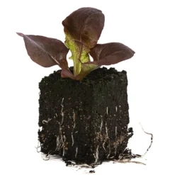 Bio Pflücksalat, 6er Schale