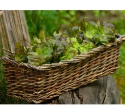 Bio Pflücksalat, 6er Schale
