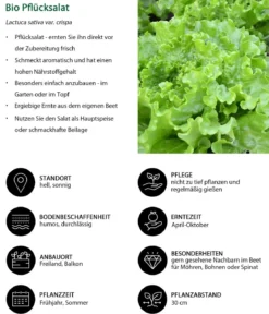 Bio Pflücksalat, 6er Schale