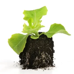 Bio Pflücksalat, 6er Schale