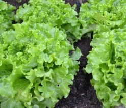 Bio Pflücksalat, 6er Schale