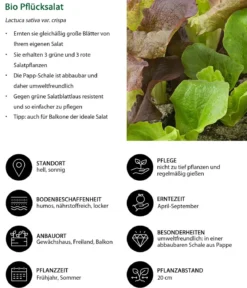 Bio Pflücksalat in Umweltschale, 6er Schale
