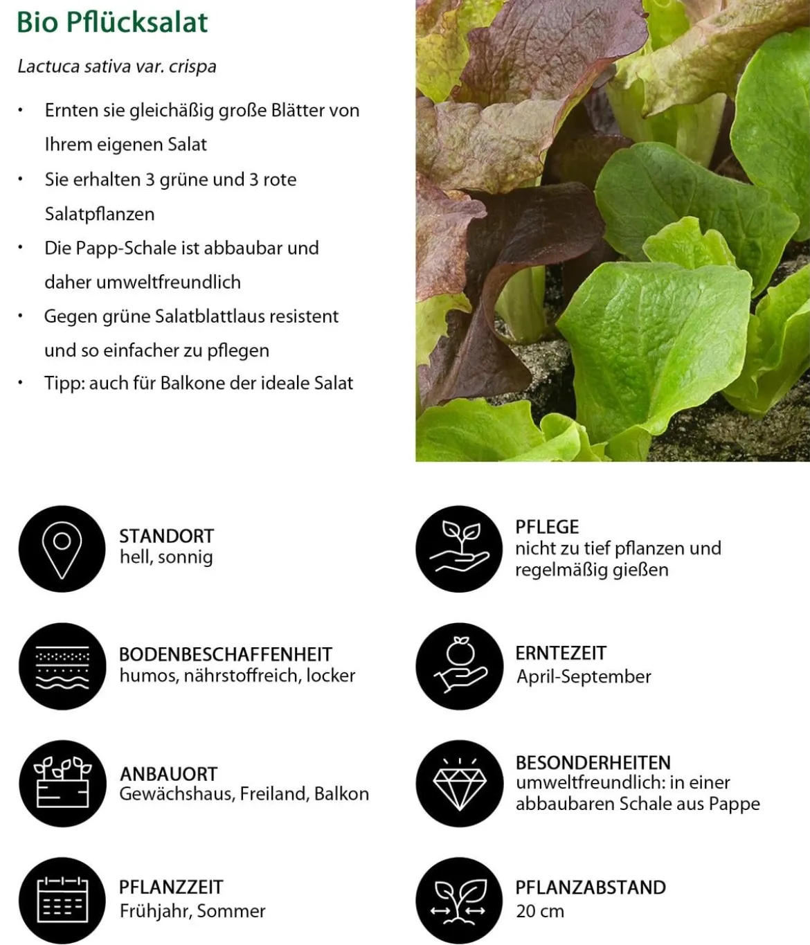 Bio Pflücksalat in Umweltschale, 6er Schale
