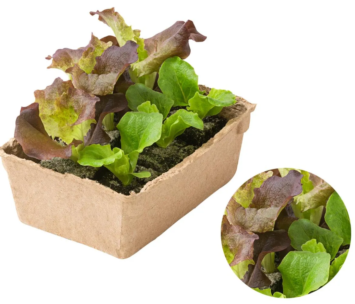 Bio Pflücksalat in Umweltschale, 6er Schale