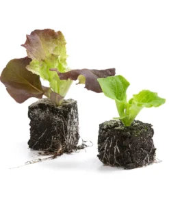 Bio Pflücksalat in Umweltschale, 6er Schale